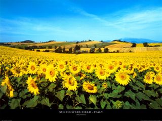 Pek02sunflowers-field-umbria-posters