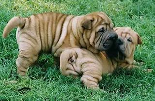 Shar pei puppy2