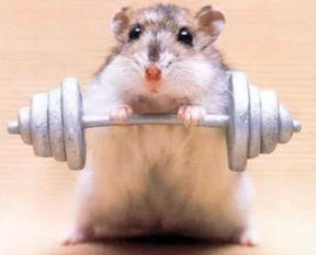 Lifting-weights-mouse